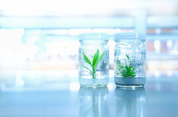 Tissue Culture