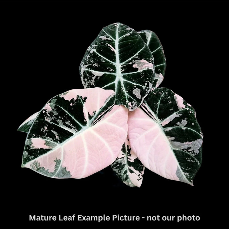 Pink Verigated Black velvet alocasia Tissue Culture