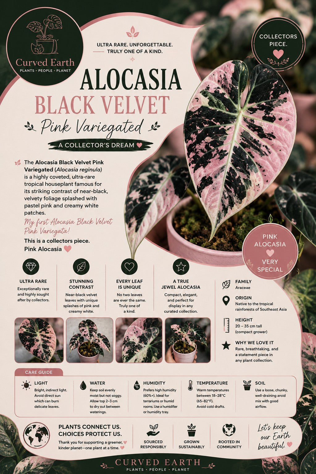 Pink Verigated Black velvet alocasia Tissue Culture Pack Of 1