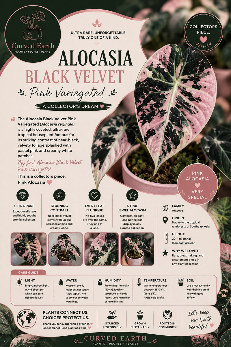 Pink Verigated Black velvet alocasia Tissue Culture Pack Of 1