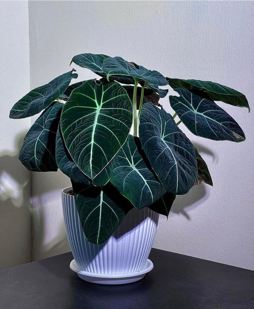 Alocasia Black Velvet Tissue Culture Pack Of 1