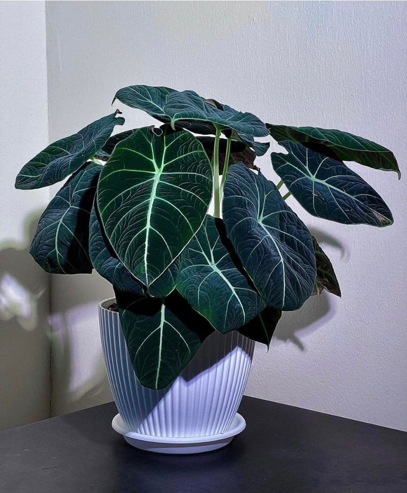 Alocasia Black Velvet Tissue Culture Pack Of 1
