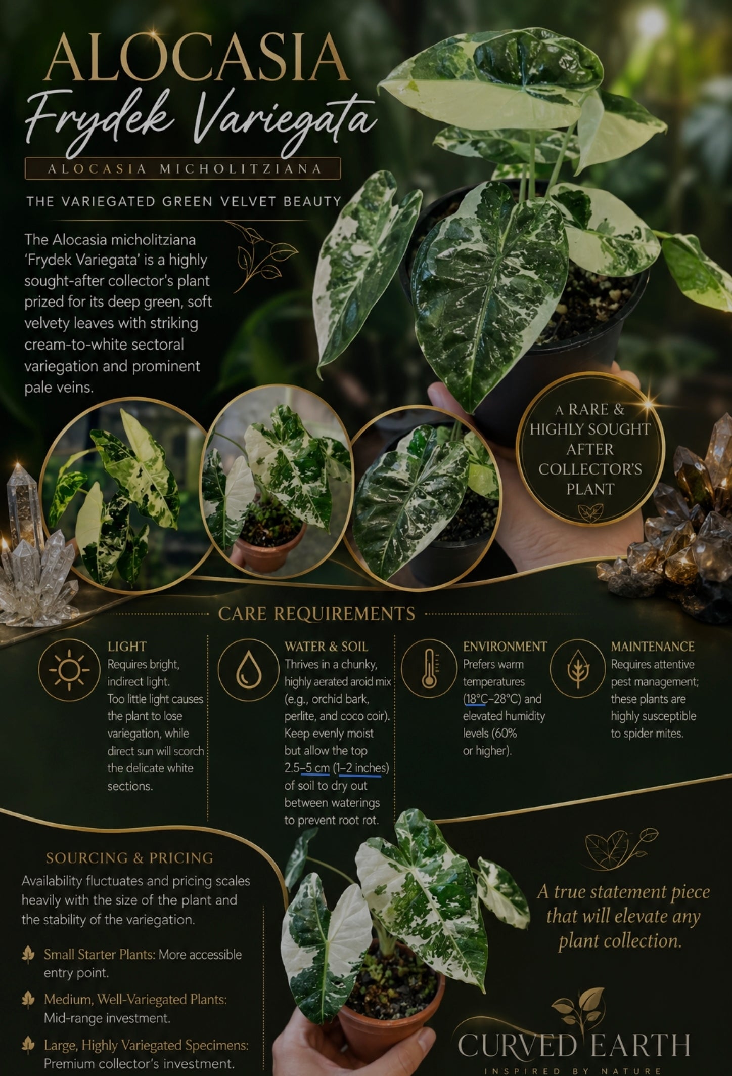 Alocasia Frydek verigated TC 1 pack ✨️✨️✨️Pre Sale for 20thAug