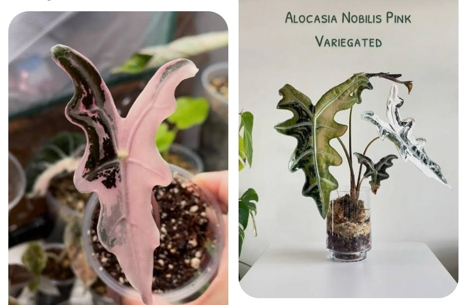 Alocasia Nobilis Pink  Tissue Culture 1 pack