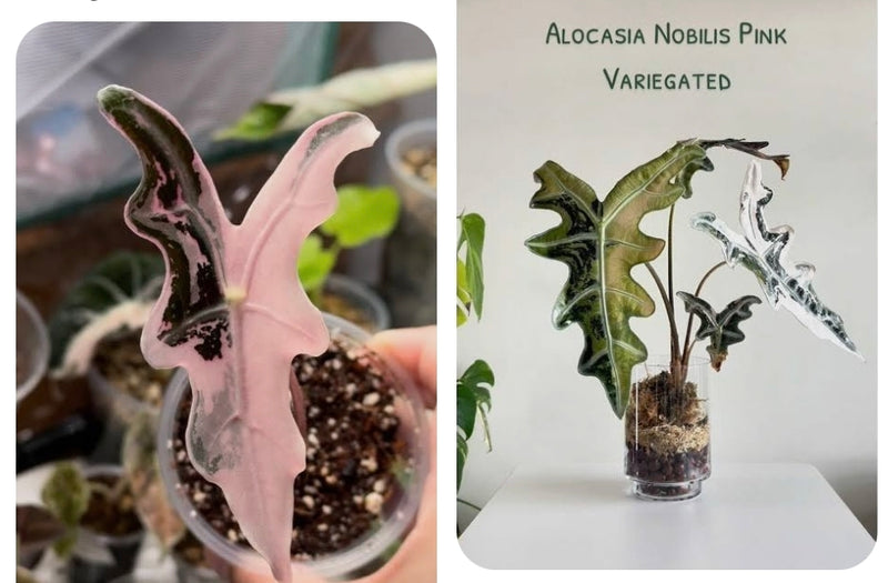 Alocasia Nobilis Pink  Tissue Culture 1 pack