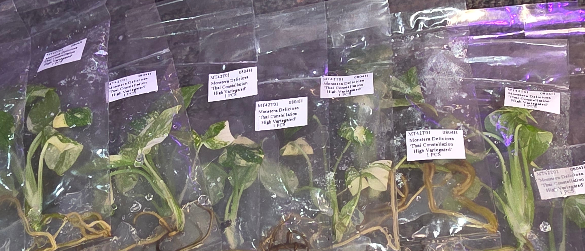 Monstera Tai Constellation Tissue Culture 1 pack
