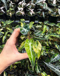 Alocasia Bambino Variegated Aurea Tissue Culture 1 pack