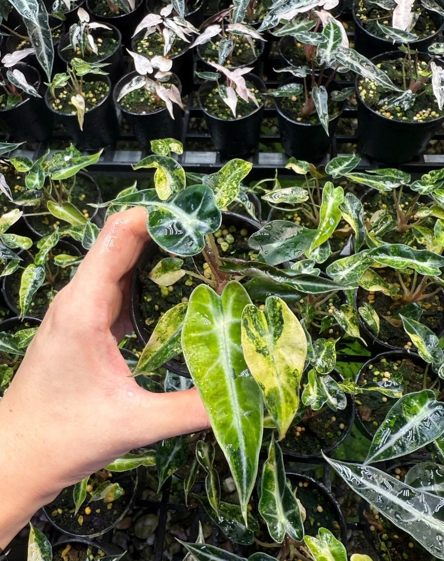 Alocasia Bambino Variegated Aurea Tissue Culture 1 pack