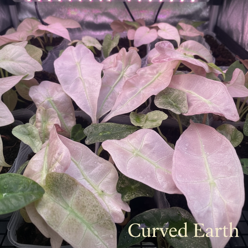 Alocasia Polly Variegated “Mint” Tissue Culture pack of 5
