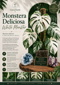 Monstera White Monster  Tissue Culture 1 pack