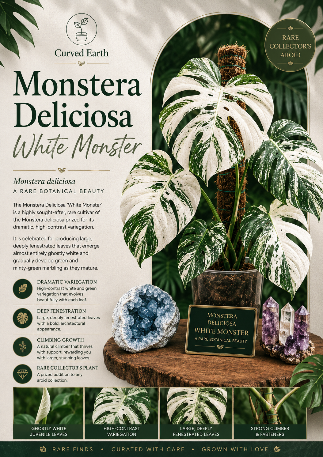 Monstera White Monster  Tissue Culture 1 pack