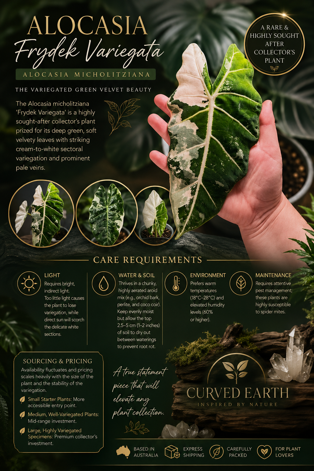 Alocasia Chantrieri Pink TC X 1                                                            Code: CHANTRIERI for free express post on this item only.
