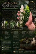 Alocasia Chantrieri Pink TC X 1                                                            Code: CHANTRIERI for free express post on this item only.