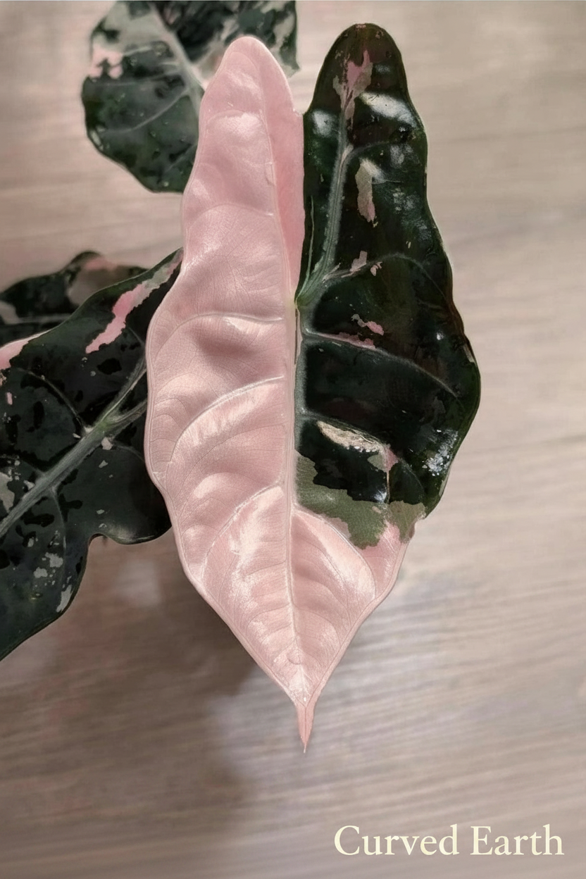 Pink Verigated Black velvet alocasia Tissue Culture