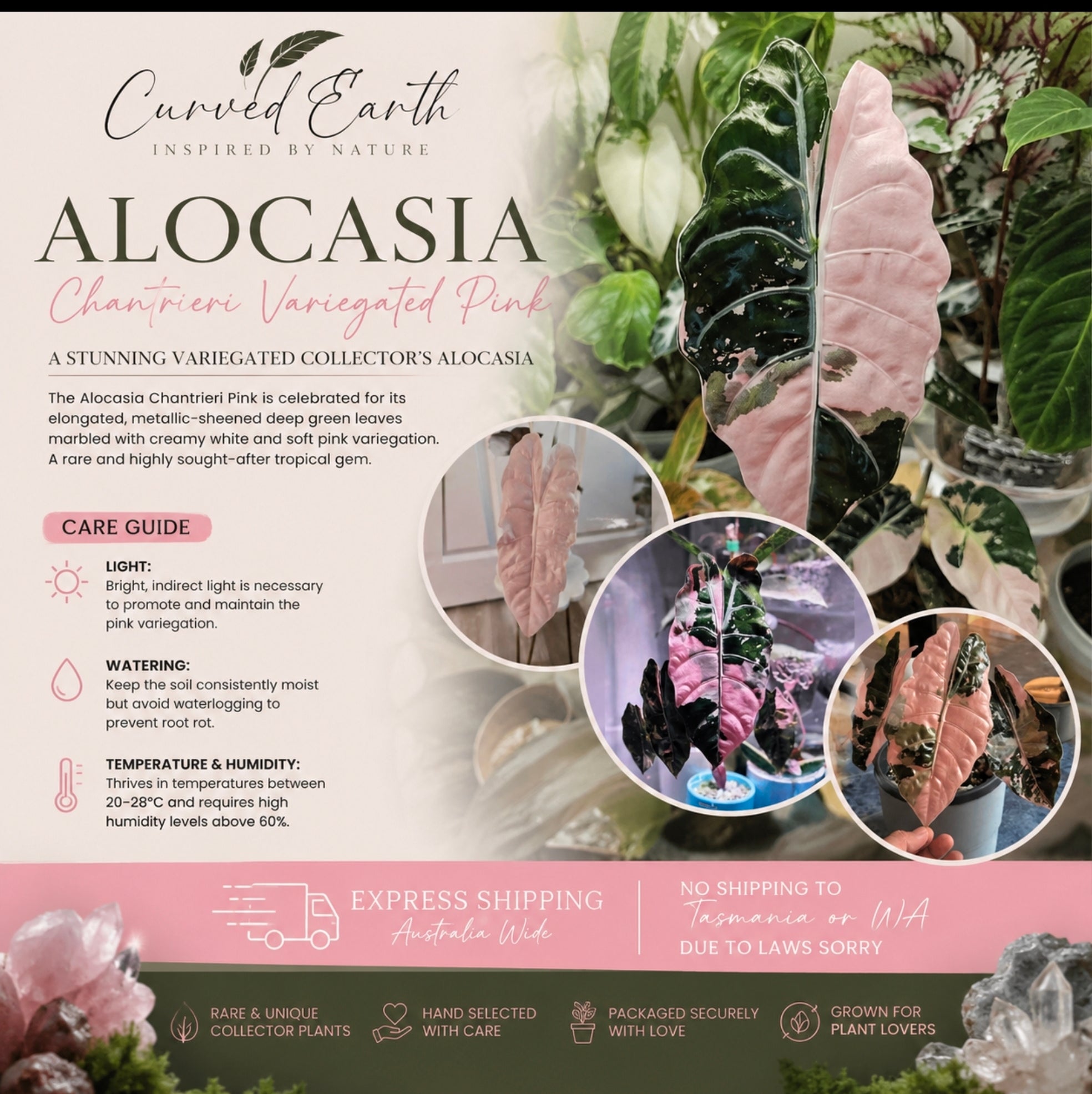 Alocasia Chantrieri Pink TC X 1 💗Pre order