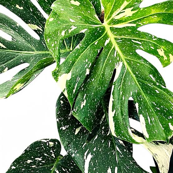 Monstera Tai Constellation Tissue Culture 1 pack