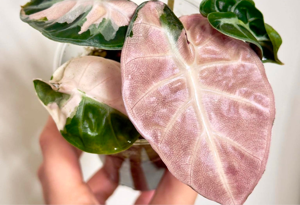 Alocasia Balloon Heart Pink Variegation 1 pack