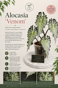 Alocasia Venom  Tissue Culture 1 pack.