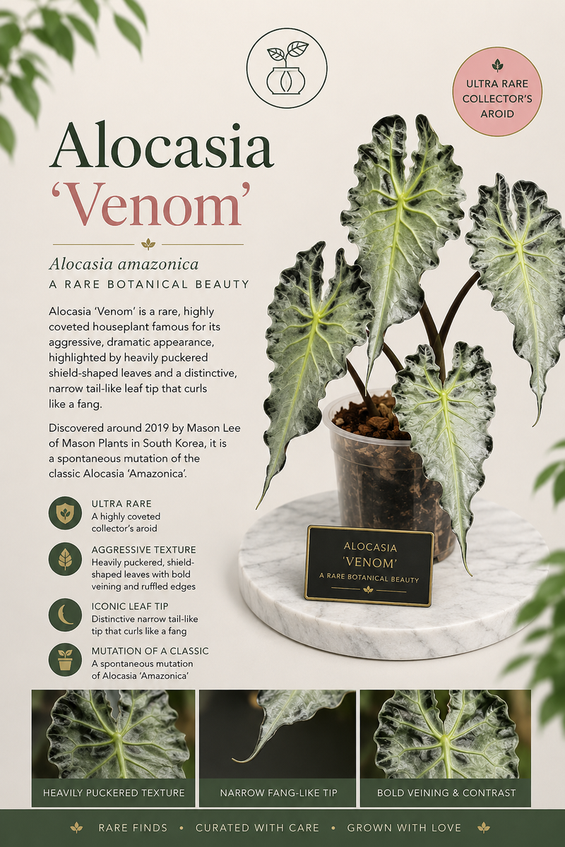Alocasia Venom  Tissue Culture 1 pack.