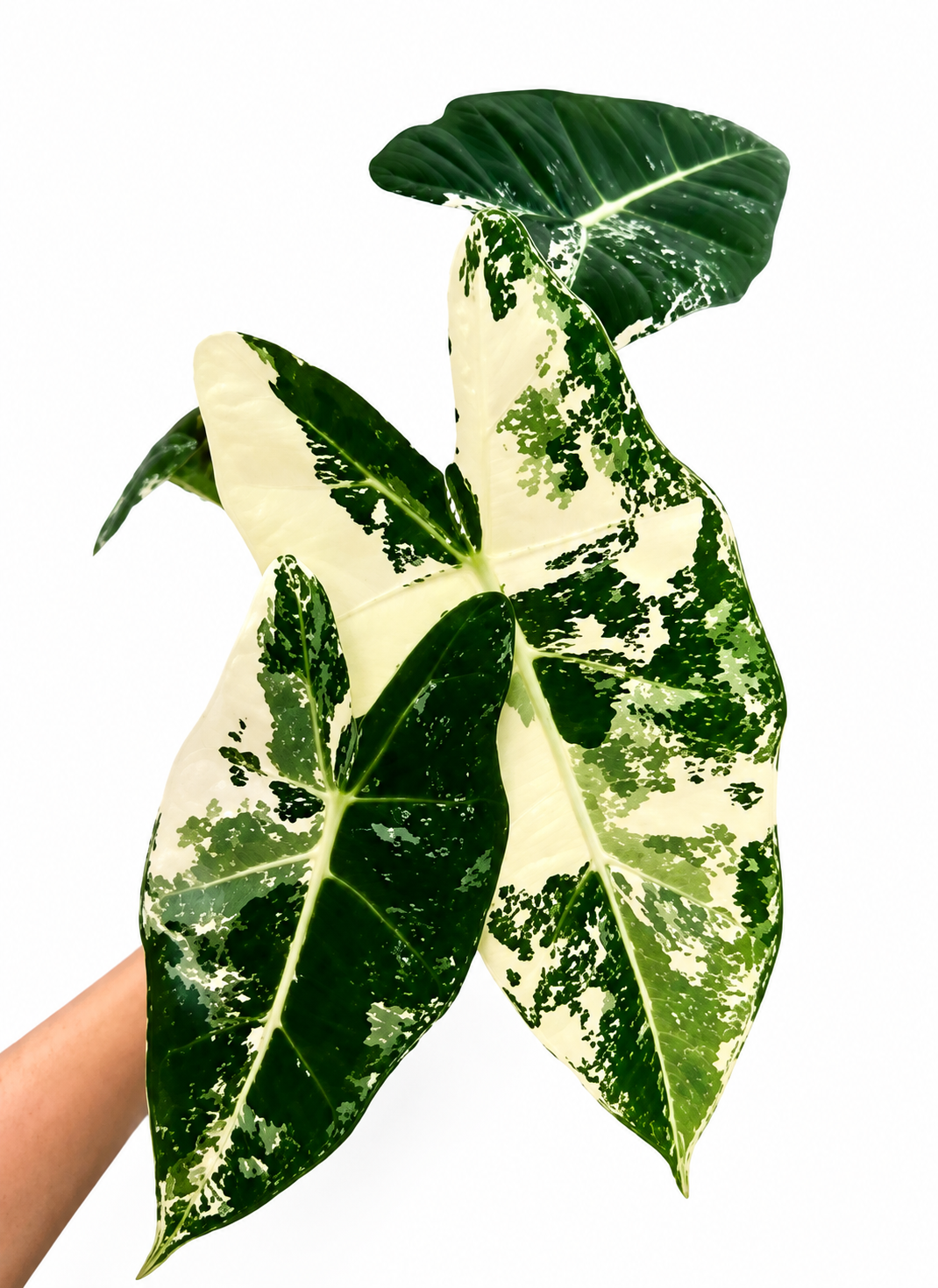 Alocasia Frydek verigated TC 1 pack ✨️✨️✨️Pre Sale for 20thAug