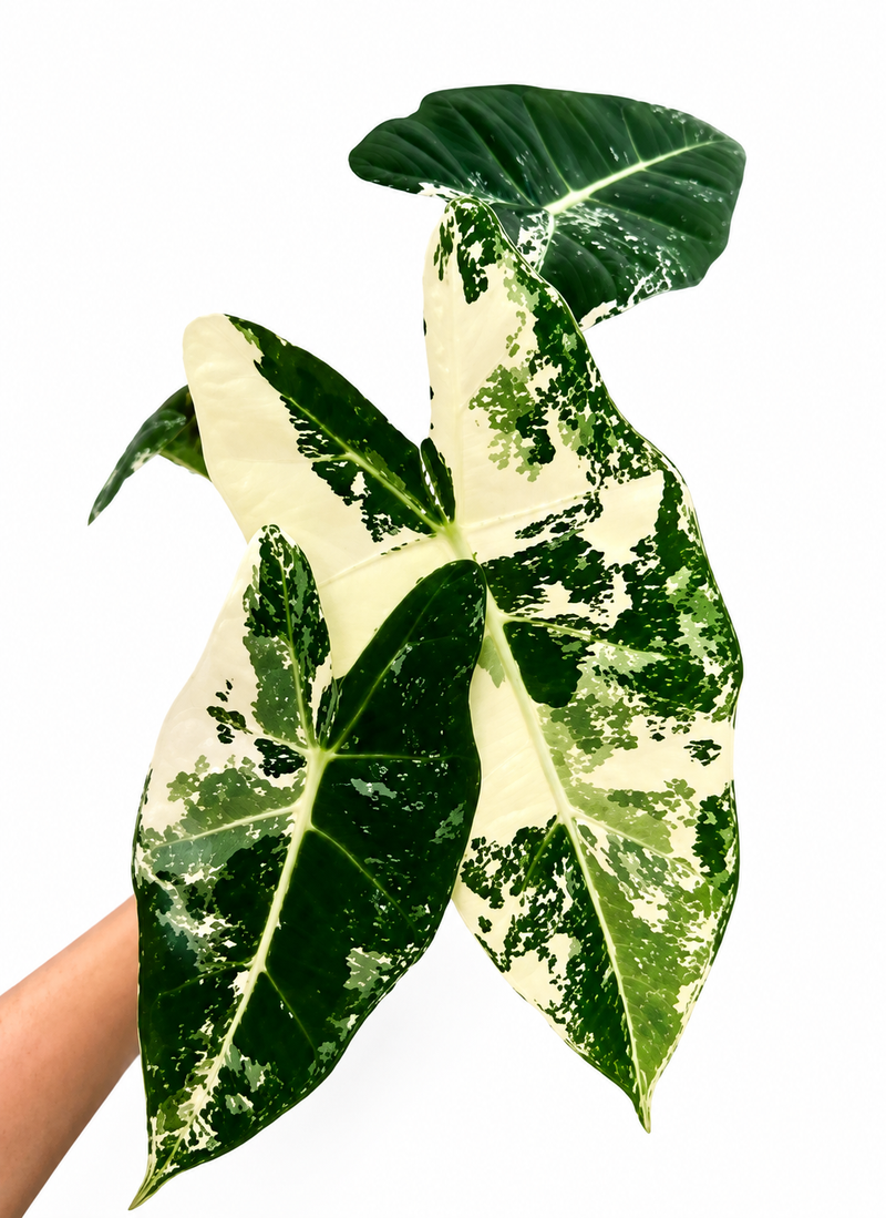 Alocasia Frydek verigated TC 1 pack ✨️✨️✨️Pre Sale for 20thAug
