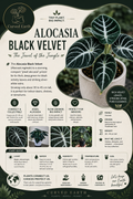 Alocasia Black Velvet Tissue Culture Pack Of 1