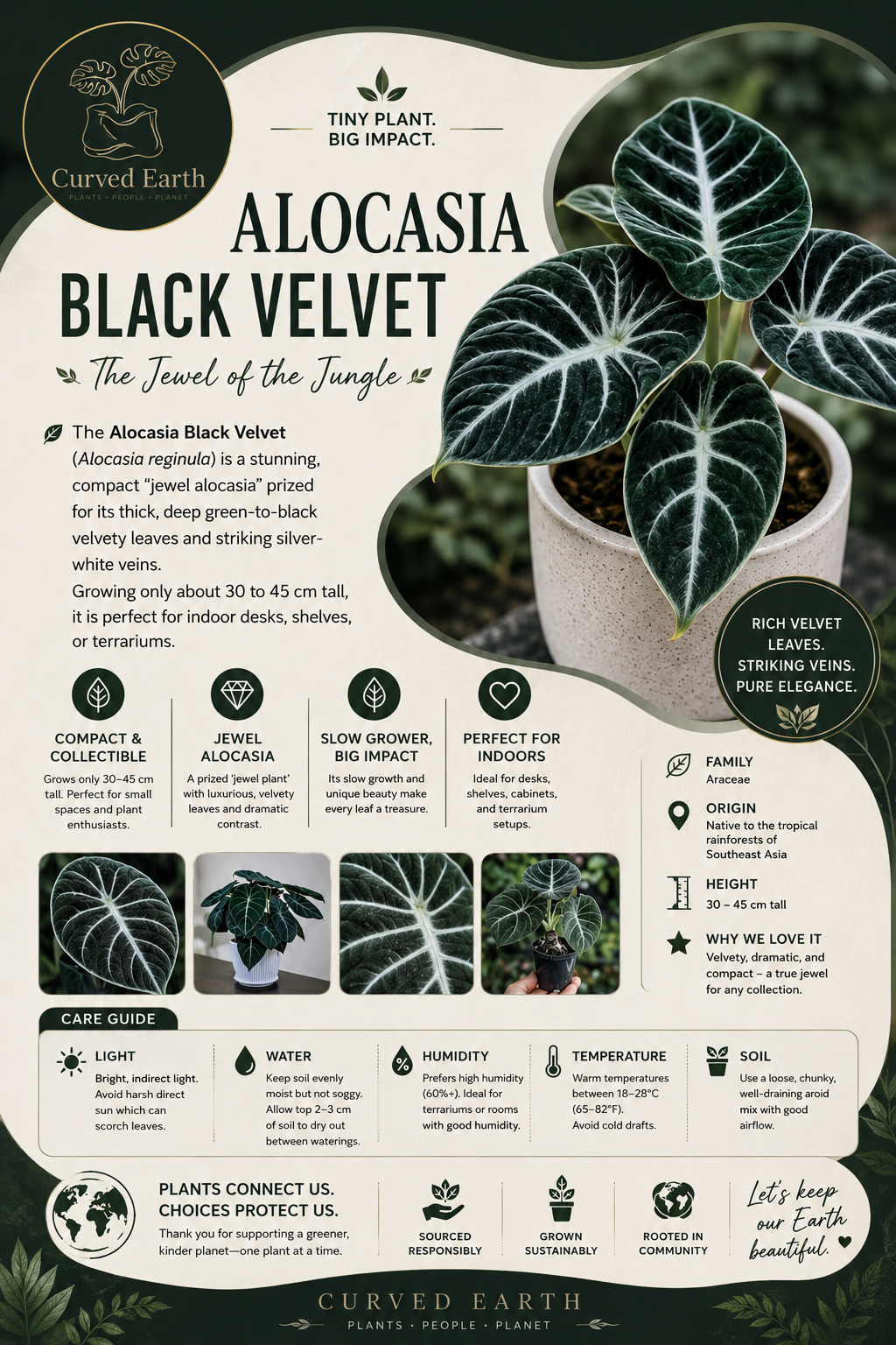 Alocasia Black Velvet Tissue Culture Pack Of 1