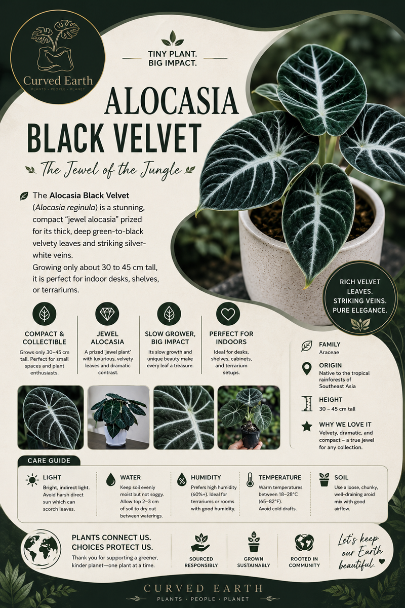 Alocasia Black Velvet Tissue Culture Pack Of 1