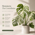 Monstera Tai Constellation Tissue Culture 1 pack