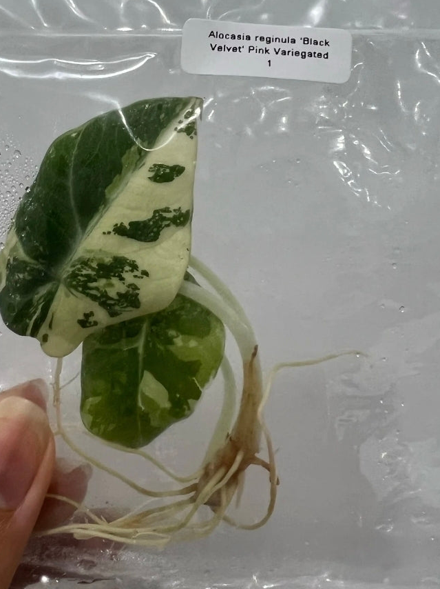 Pink Verigated Black velvet alocasia Tissue Culture
