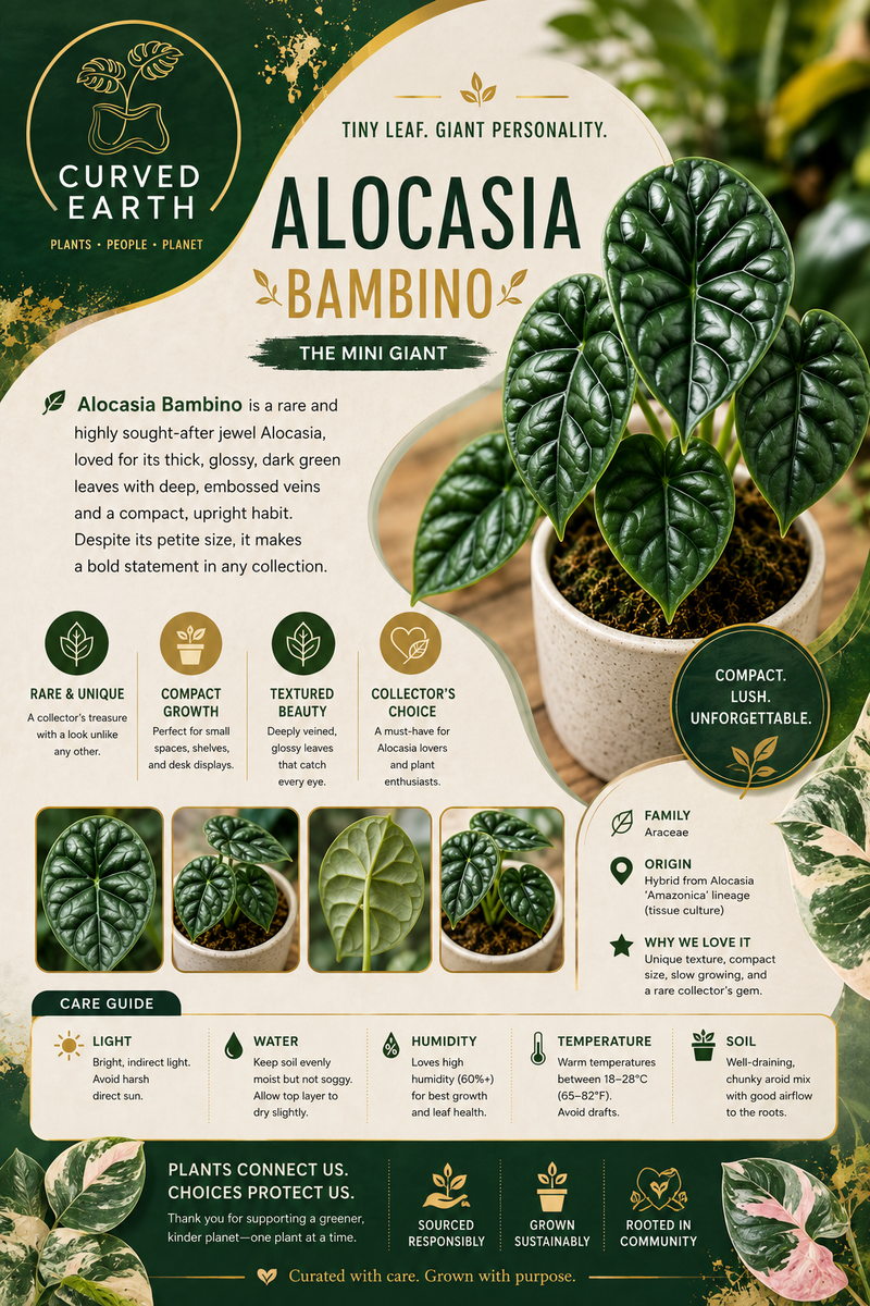 Alocasia Bambino Variegated Aurea Tissue Culture 1 pack