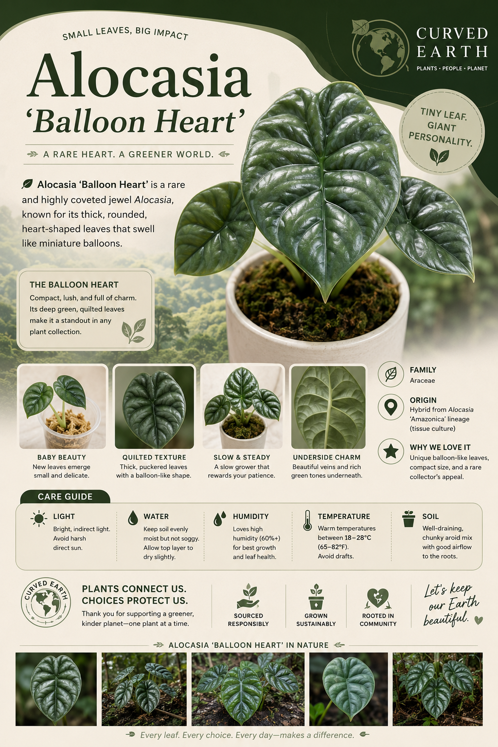Alocasia Balloon Heart Tissue Culture Pack Of 1