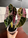Alocasia Watsonia Pink Doff 💗💗pre order for 20th Aug