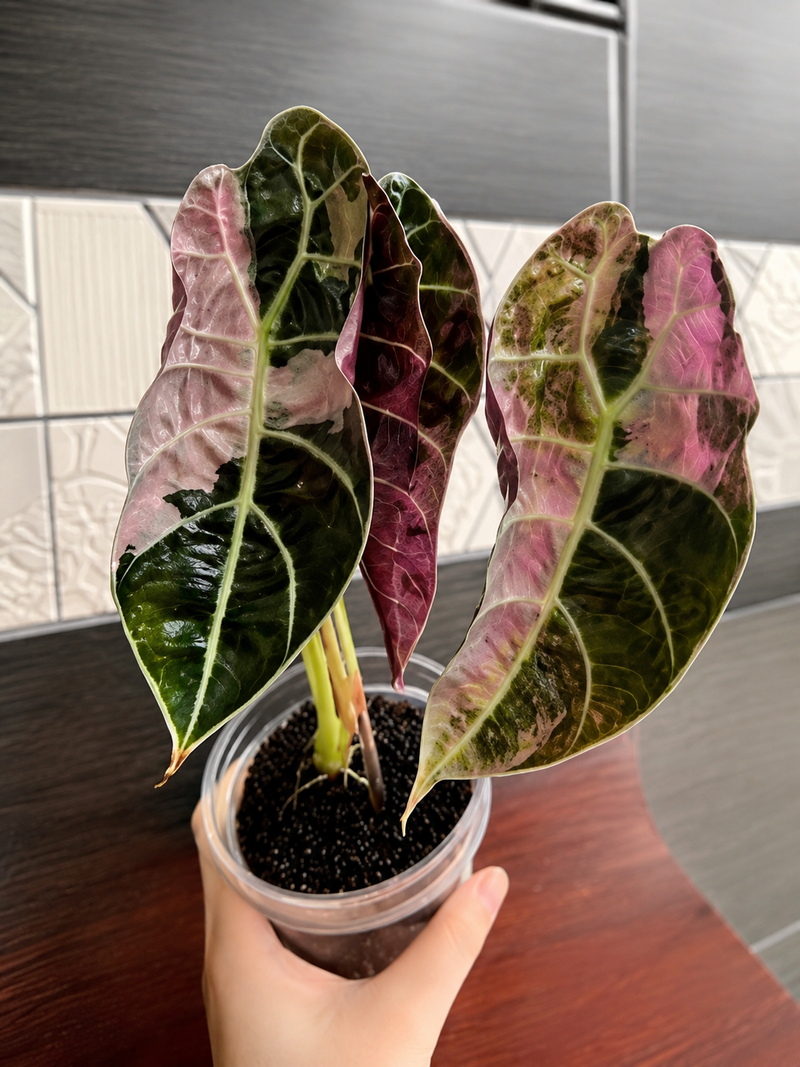 Alocasia Watsonia Pink Doff 💗💗pre order for 20th Aug