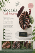 Alocasia Red Secret  Tissue Culture 1 pack