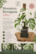 Monstera Borsigiana Albo  Tissue Culture 1 pack