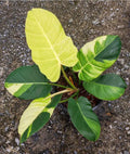 Philodendron Yellow Jungle Fever  Tissue Culture  X 1