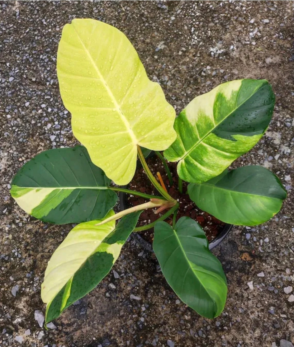 Philodendron Yellow Jungle Fever  Tissue Culture  X 1