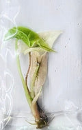 Alocasia Polly Variegated “Mint” Tissue Culture pack of 5