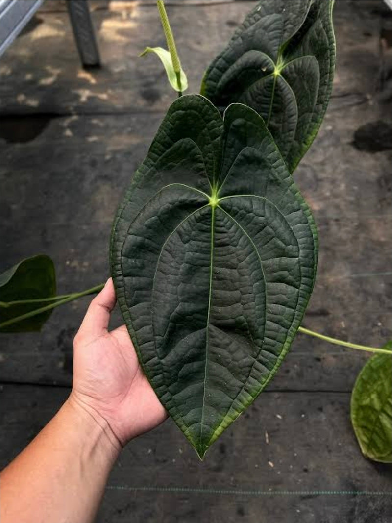 Anthurium Luxurian x Forgetii Dark Form TC X 1
