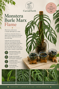 Monstera Burle Marx Flame  Tissue Culture 5 pack