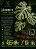 Monstera Green Snow  Tissue Culture 1 pack