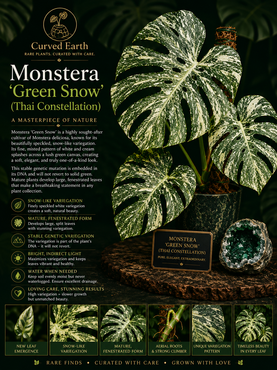 Monstera Green Snow  Tissue Culture 1 pack