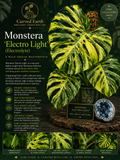Monstera Electrolight  Tissue Culture 1 pack