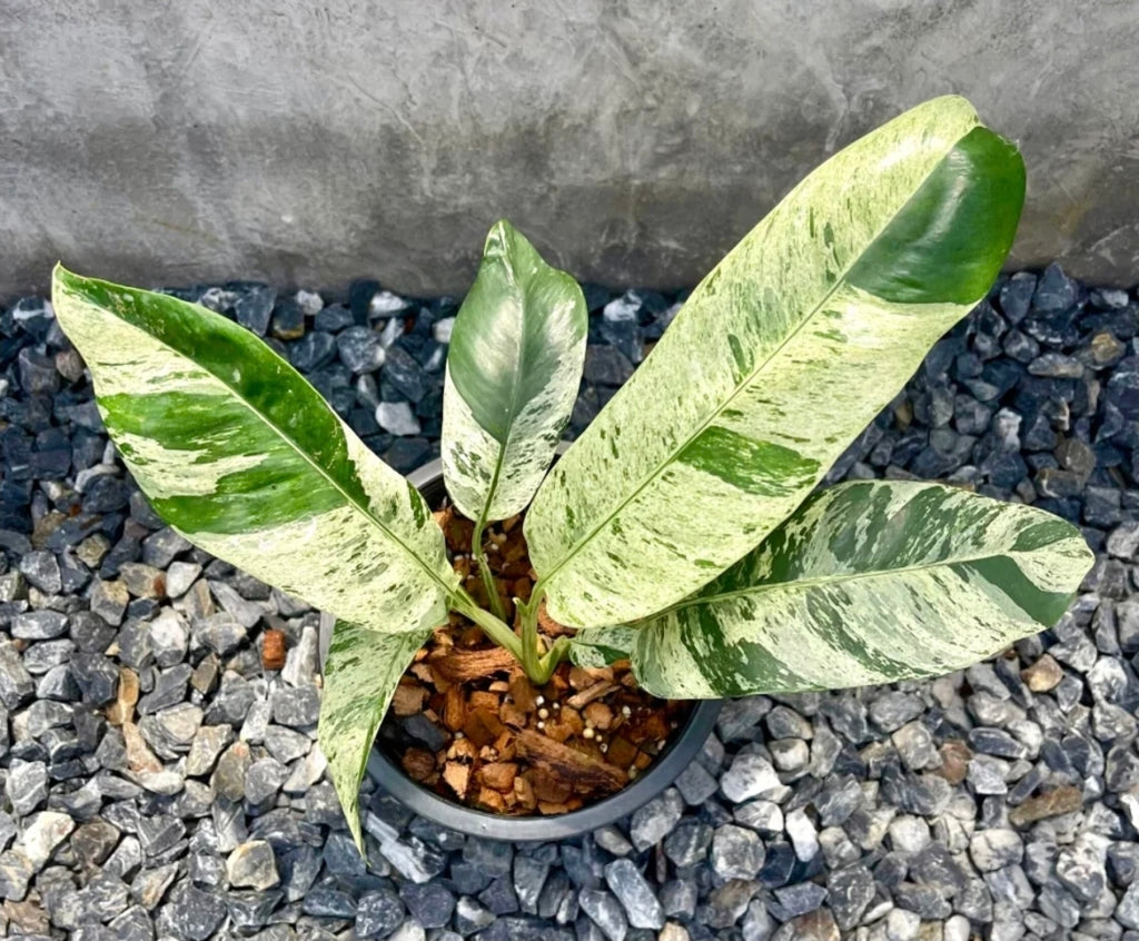Epipremnum giganteum variegata Tissue Culture
