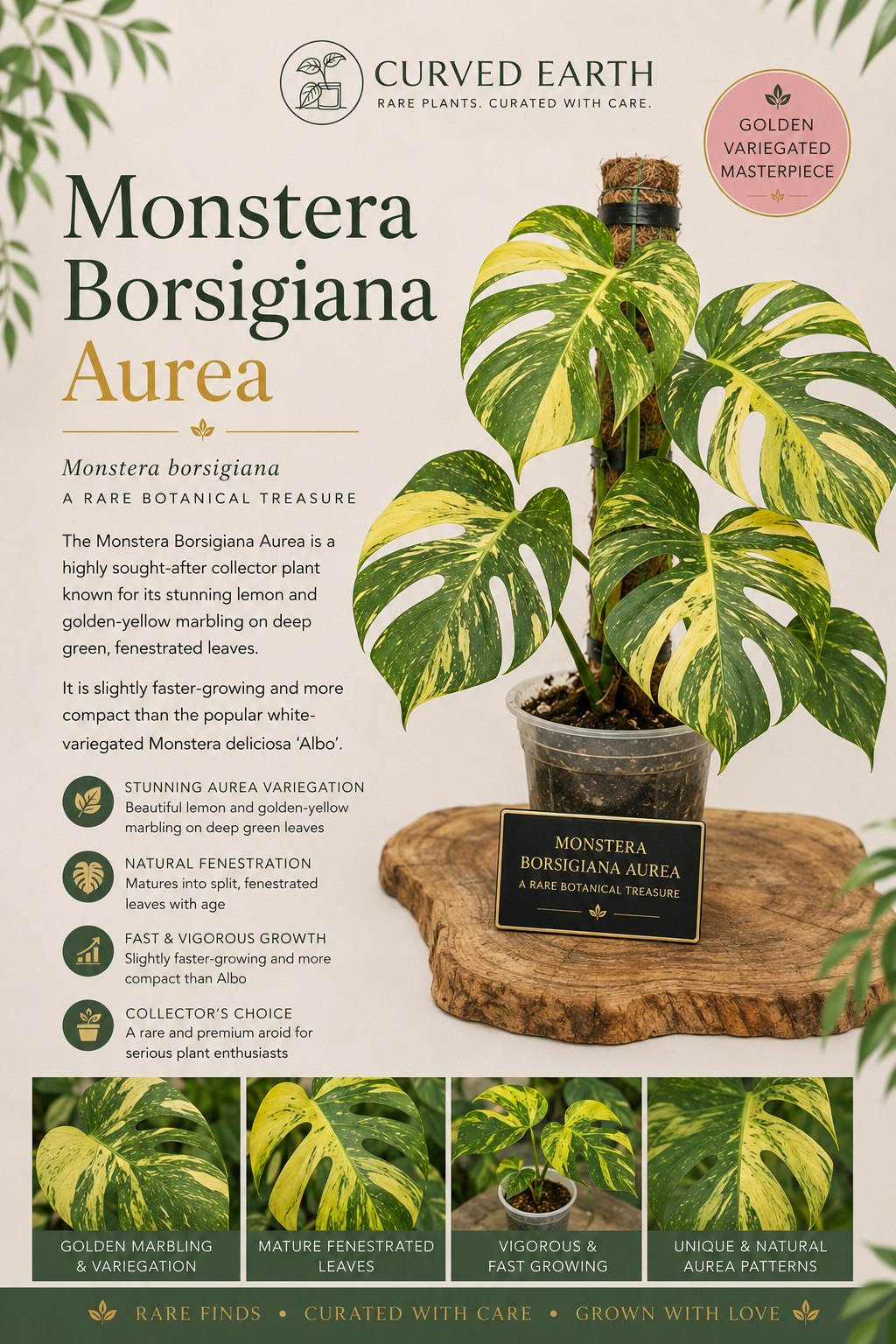 Monstera Borsigiana Aurea  Tissue Culture 1 pack