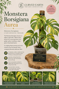 Monstera Borsigiana Aurea  Tissue Culture 1 pack