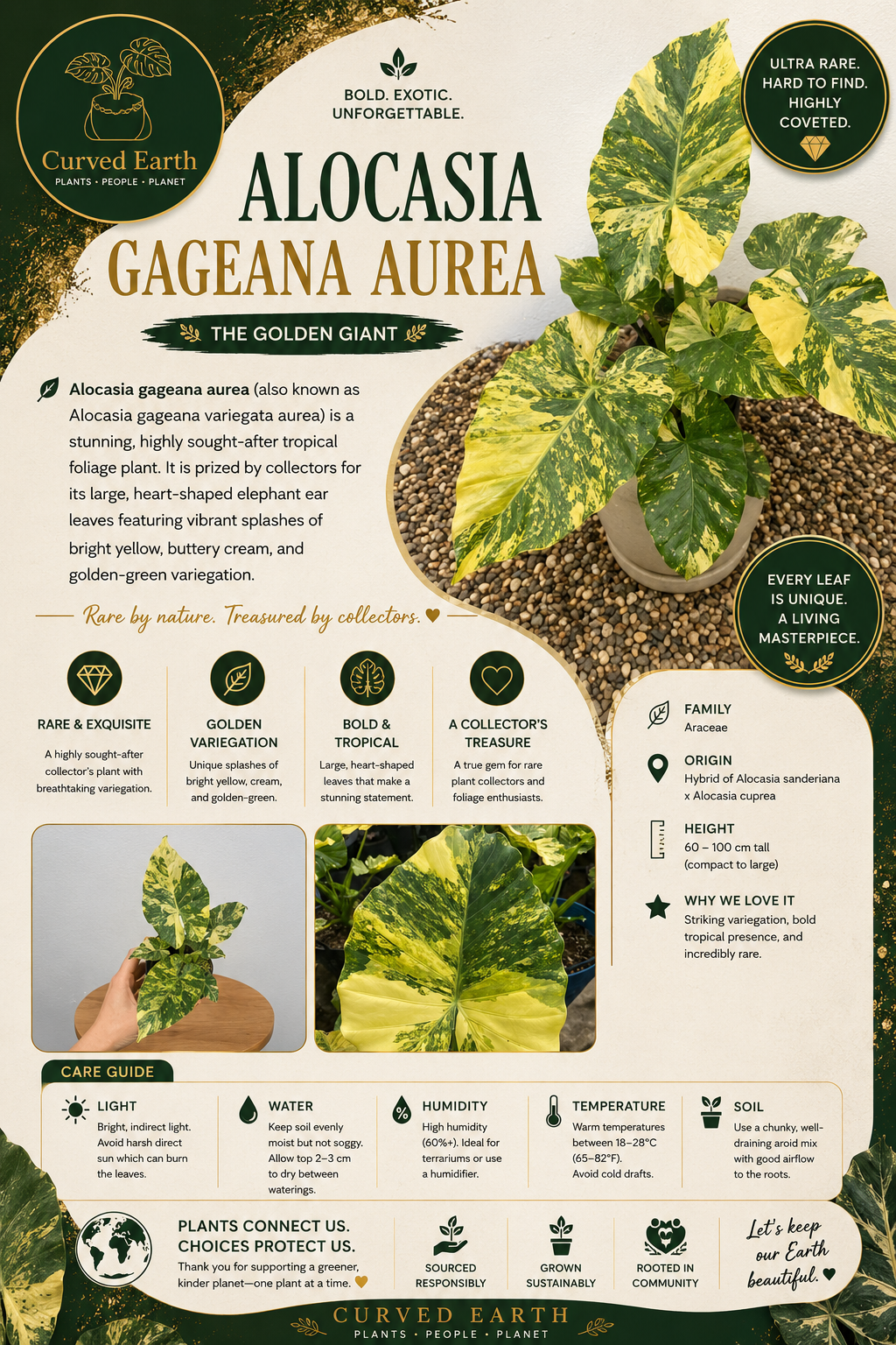 Alocasia Gageana Aurea Tissue Culture Pack Of 1