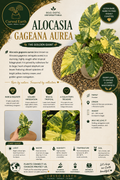 Alocasia Gageana Aurea Tissue Culture Pack Of 1