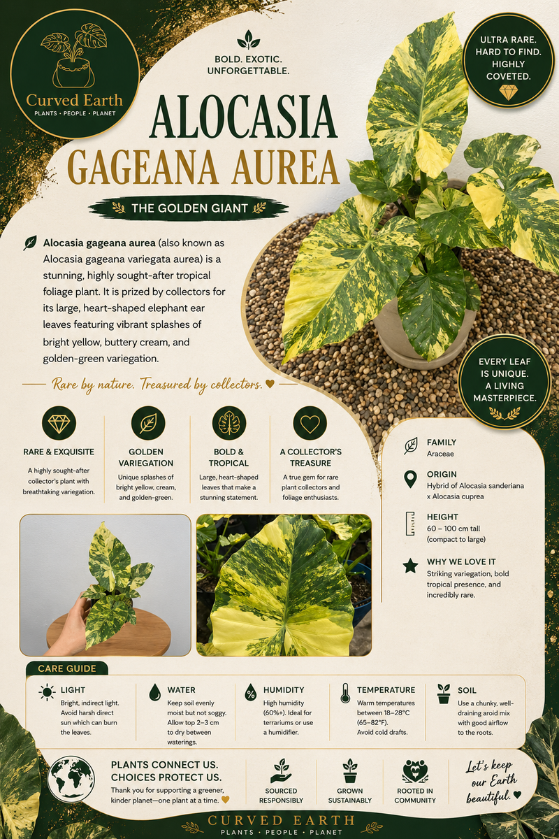 Alocasia Gageana Aurea Tissue Culture Pack Of 1